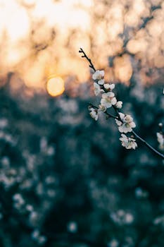 优诺中国再度易主：天图退出 IDG接手