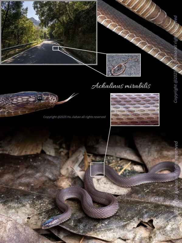  高中生野外探秘，括苍山脊蛇现身；质疑声起，本人详述贡献过程。 文化旅游 高中生野外探秘，括苍山脊蛇现身；质疑声起，本人详述贡献过程。 文化旅游 高中生野外探秘，括苍山脊蛇现身；质疑声起，本人详述贡献过程。 文化旅游