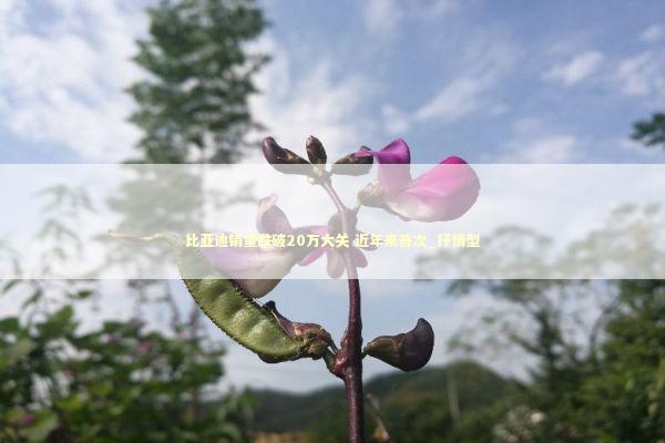 比亚迪销量跌破20万大关 近年来首次_抒情型 新闻